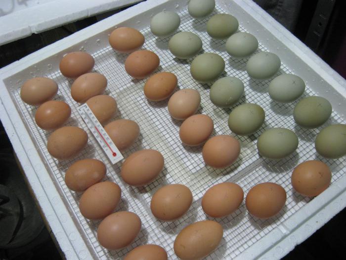 jaje za inkubator 