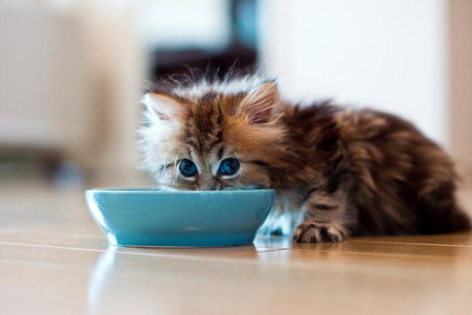 Životinjska hrana za mačke 