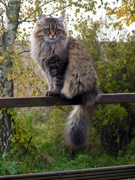 Sibirski mačak