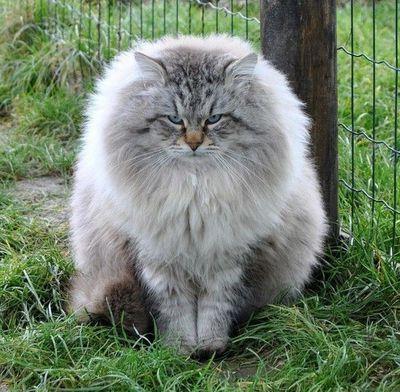 Pasmina sibirskog mačka