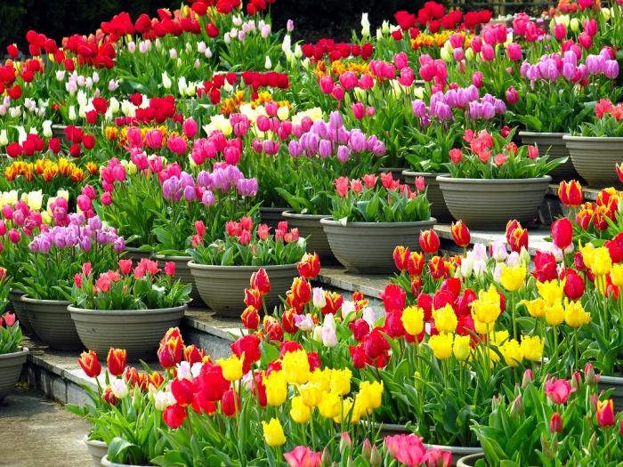 kako pravilno presaditi tulipane