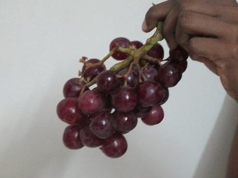 sadnju grožđa u spojku