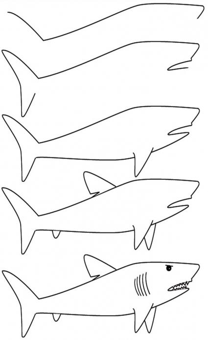 kako crtati morskog psa u fazama