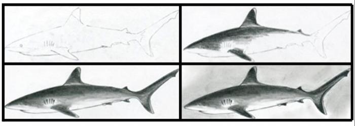 kako crtati olovku morskog psa