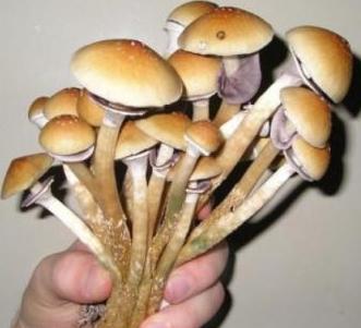 kakve su gljive jestive fotografije