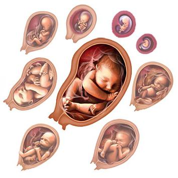 razvoj embrija po tjednu