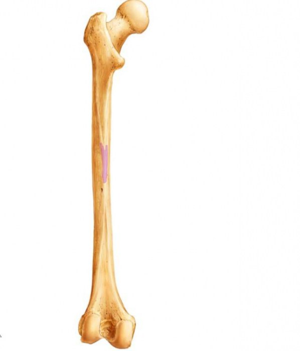 struktura kostura donjih udova čovjeka